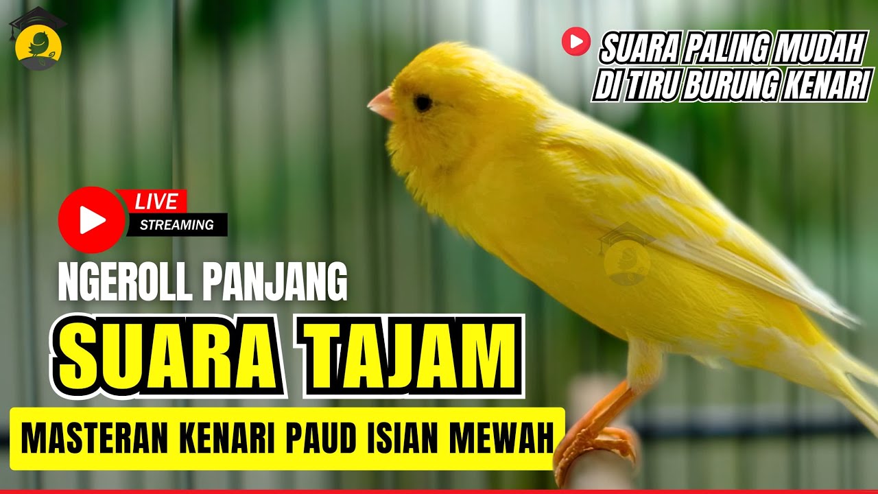 🛑 Kenari GACOR cuit - cuit EMOSI Isian indah Pancingan kenari PAUD #pancingankenari #kenari #canary