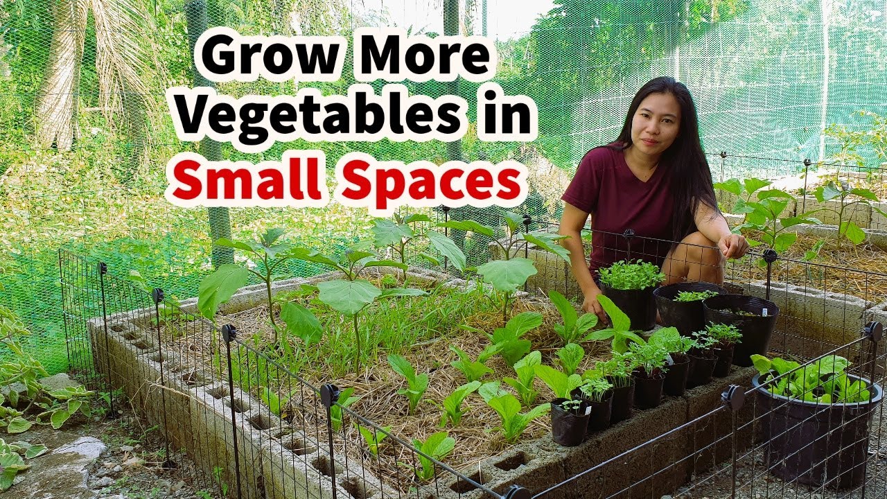 How To Grow More Vegetables Easily At Your Home | Raised Bed Gardening