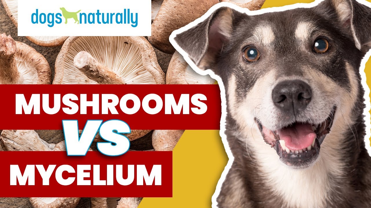 Medicinal Mushrooms For Dogs & The Problem With Mycelium