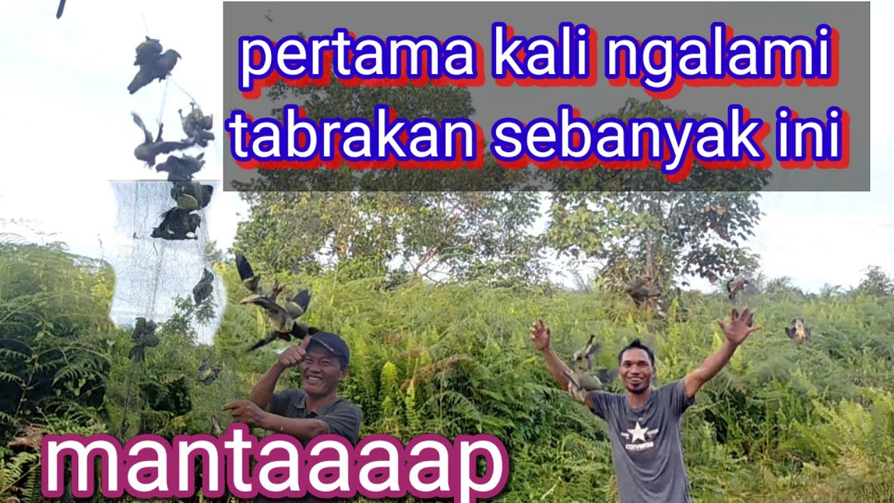 Pertama kalinya jaring saya di tabrak 17 ekor sekaligus