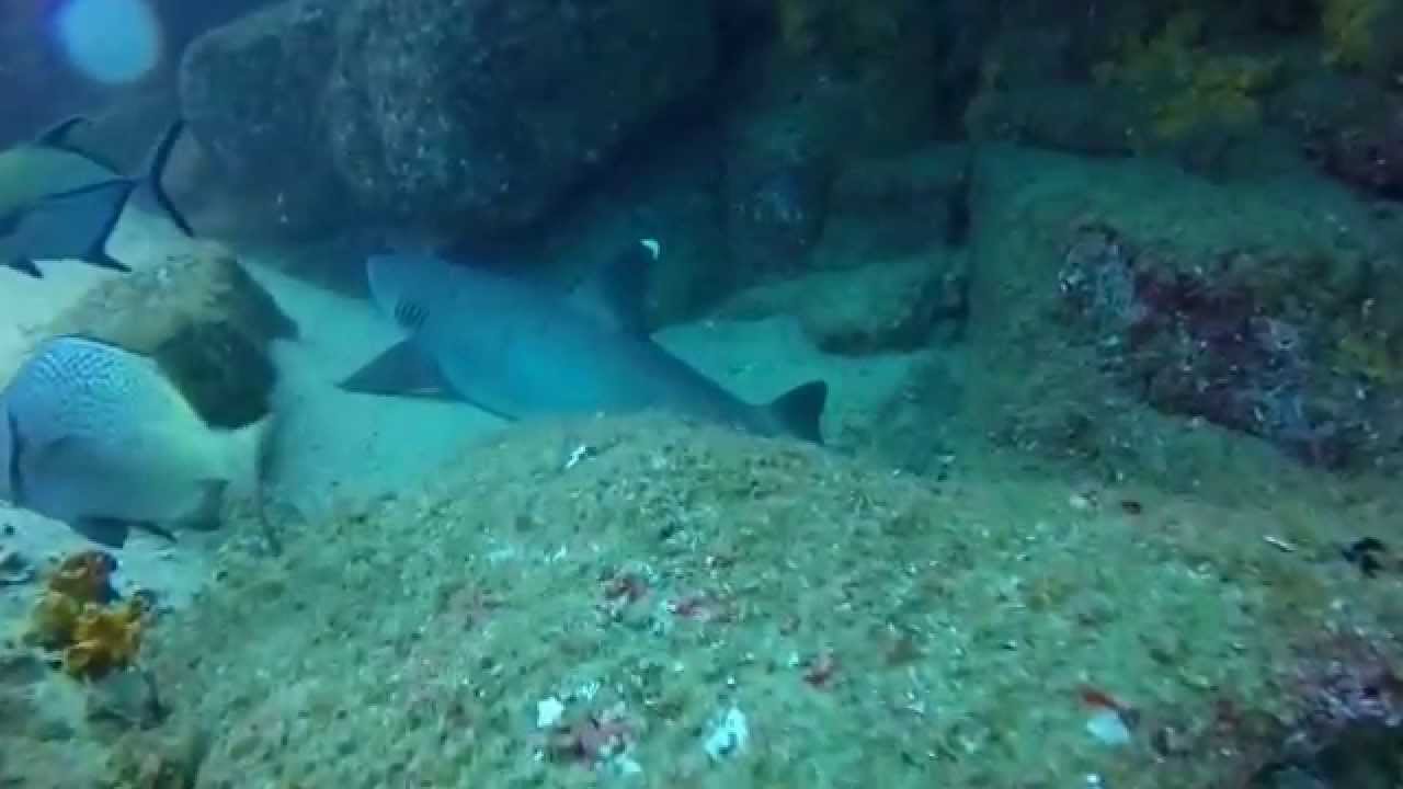 Diving Pelican Rock Cabo San Lucas