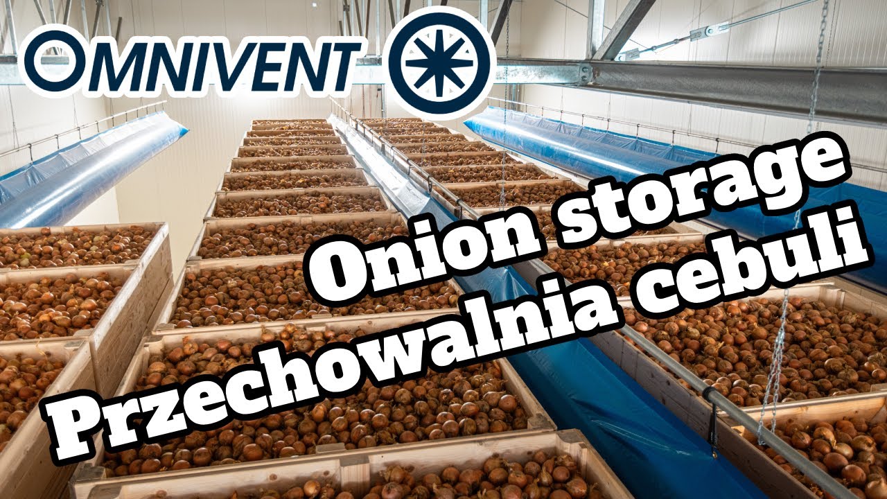 Przechowalnia cebuli w Hodowli Roślin Kalinowa / Onion storage