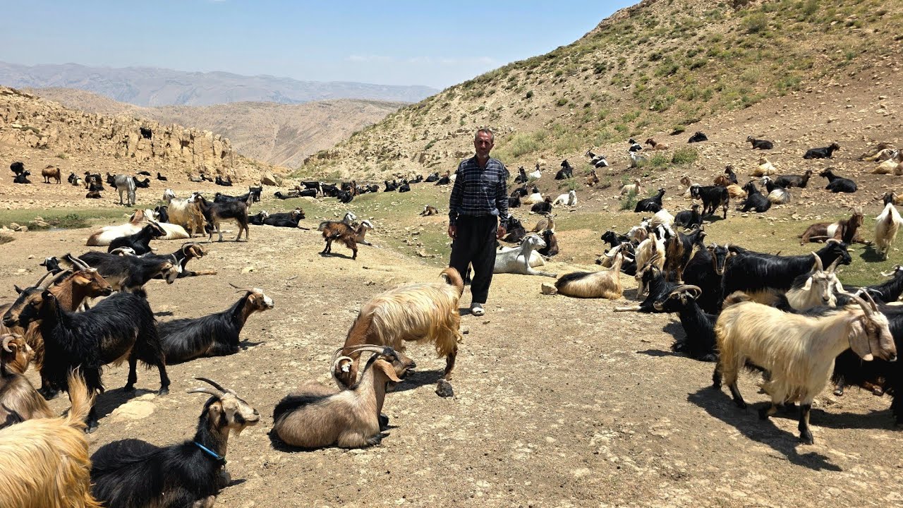 Shepherding in the most remote parts of Zagros | From herding goats to making homemade yogurt