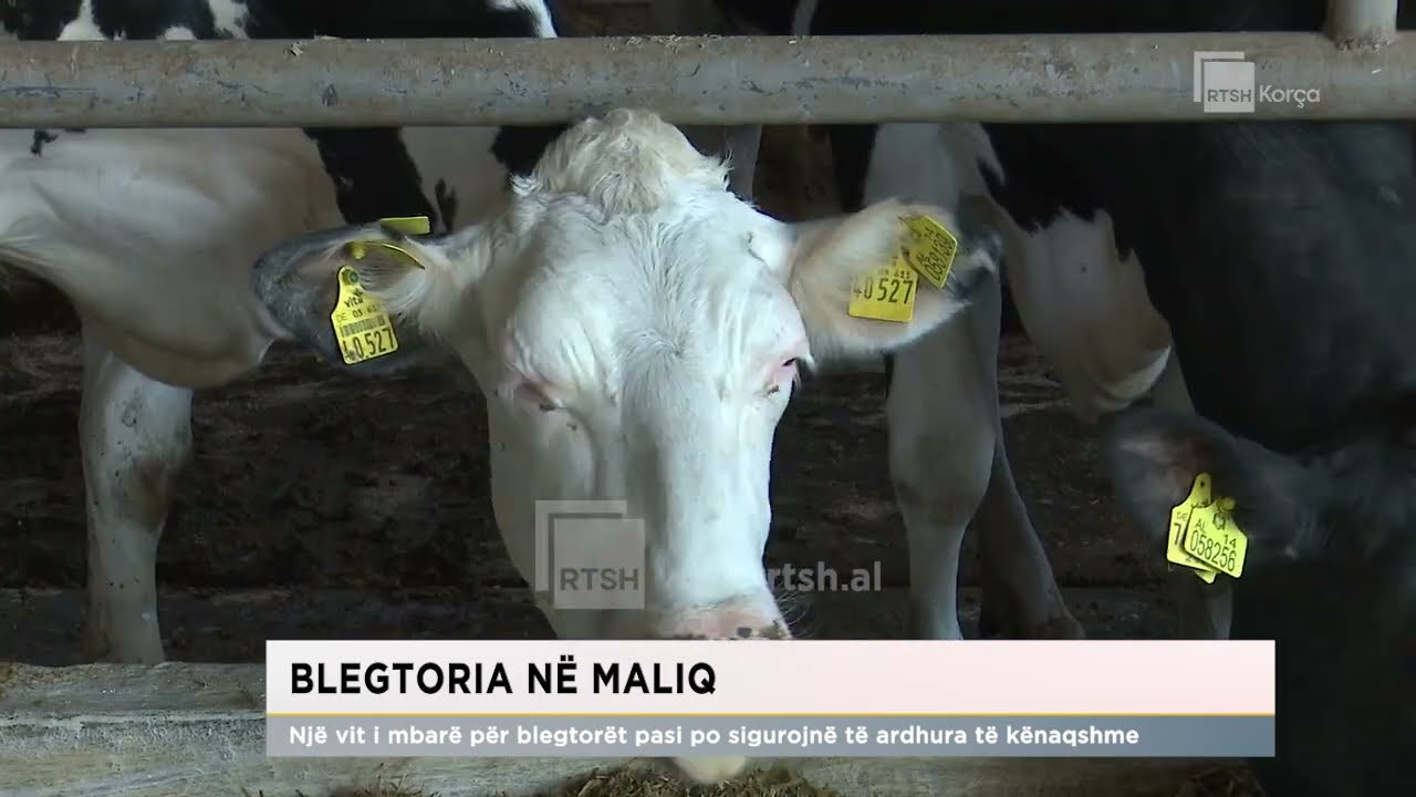 Blegtoria n&euml; Maliq/ Nj&euml; vit i mbar&euml; p&euml;r blegtor&euml;t pasi po sigurojn&euml; t&euml; ardhura t&euml; k&euml;naqshme