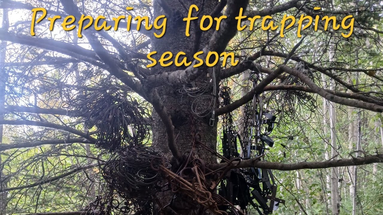Alaska trap preparing 