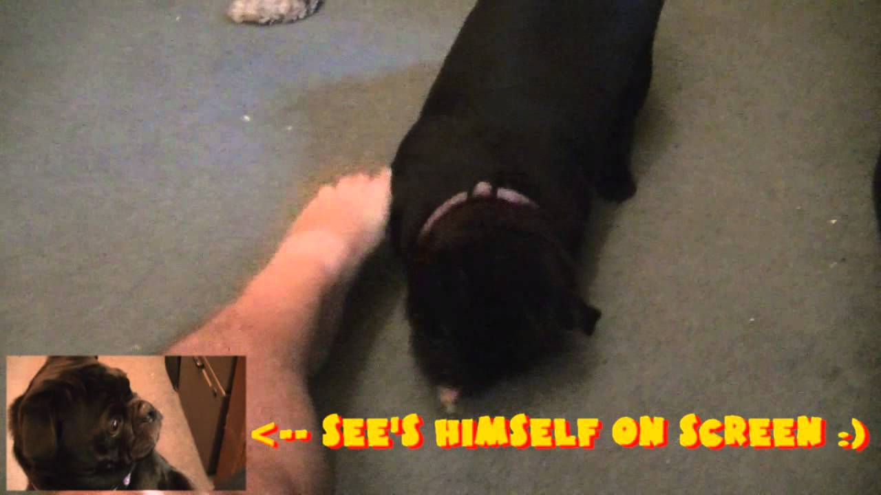 Snarfle the Pug! Foot Fight!