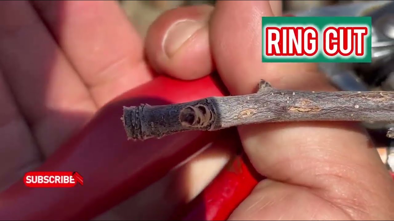 Professional Apple Tree Pruning Cuts You Must Know | Dutch &bull; Stub &bull; Babel &bull; Ring &bull; Collar