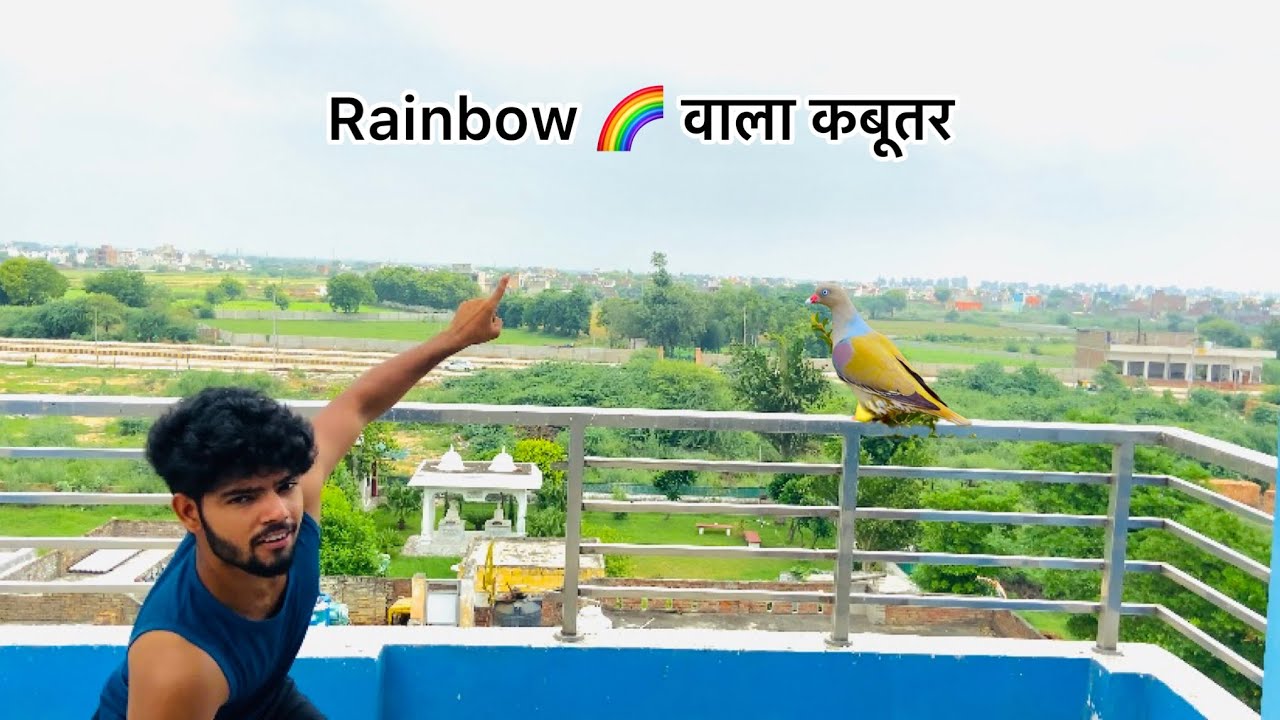 इंद्र धनुष वाला कबूतर पकडा गया 😧!! RAINBOW🌈 SE NIKLA KABOOTAR PAKDA🤑
