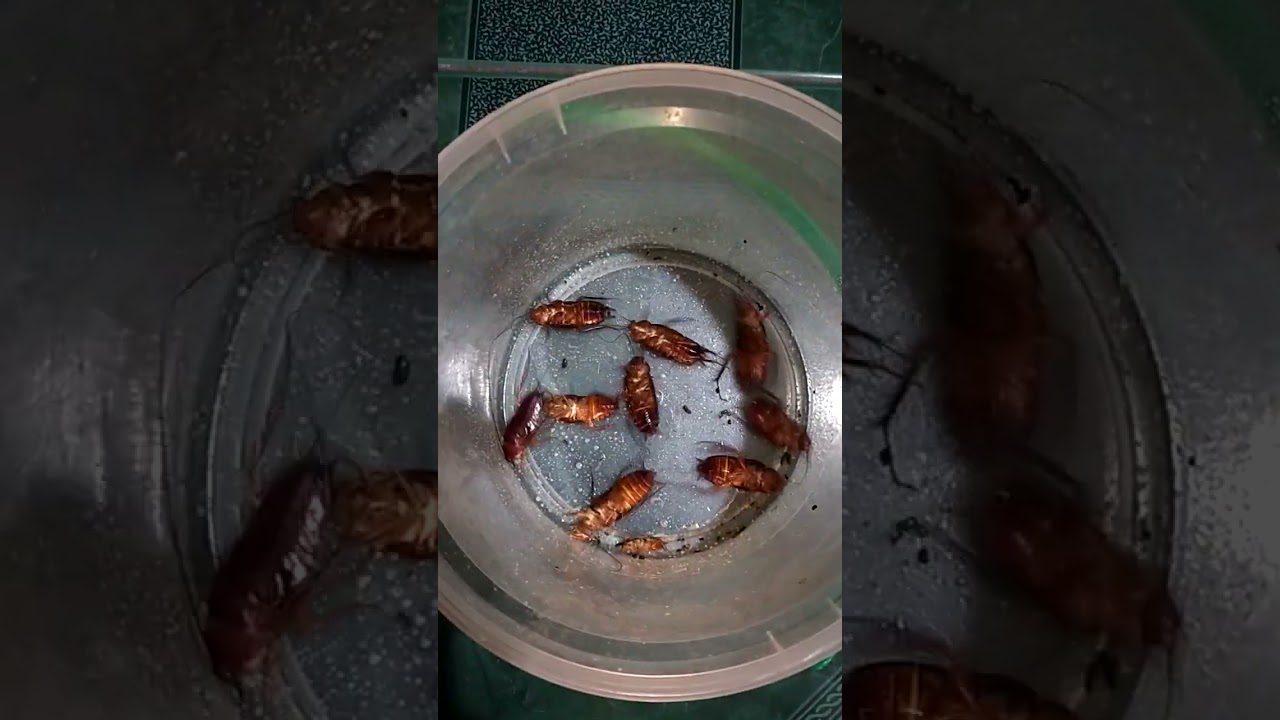 Ang daming ipis#cockroach #shorts