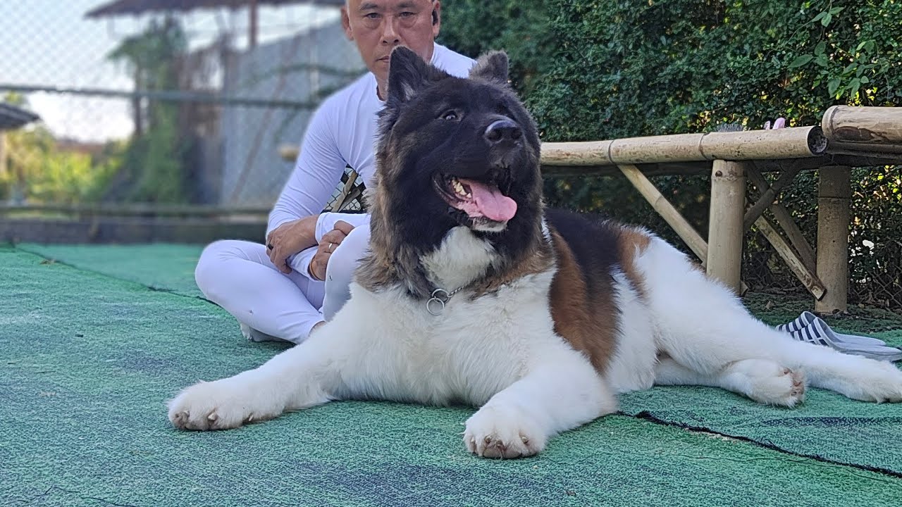 ยินดีต้อนรับสู่ Dogs Wonderland Houseบ้านที่ไม่ได้มีแค่สุนัข แต่คือจุดเริ่มต้นของ 