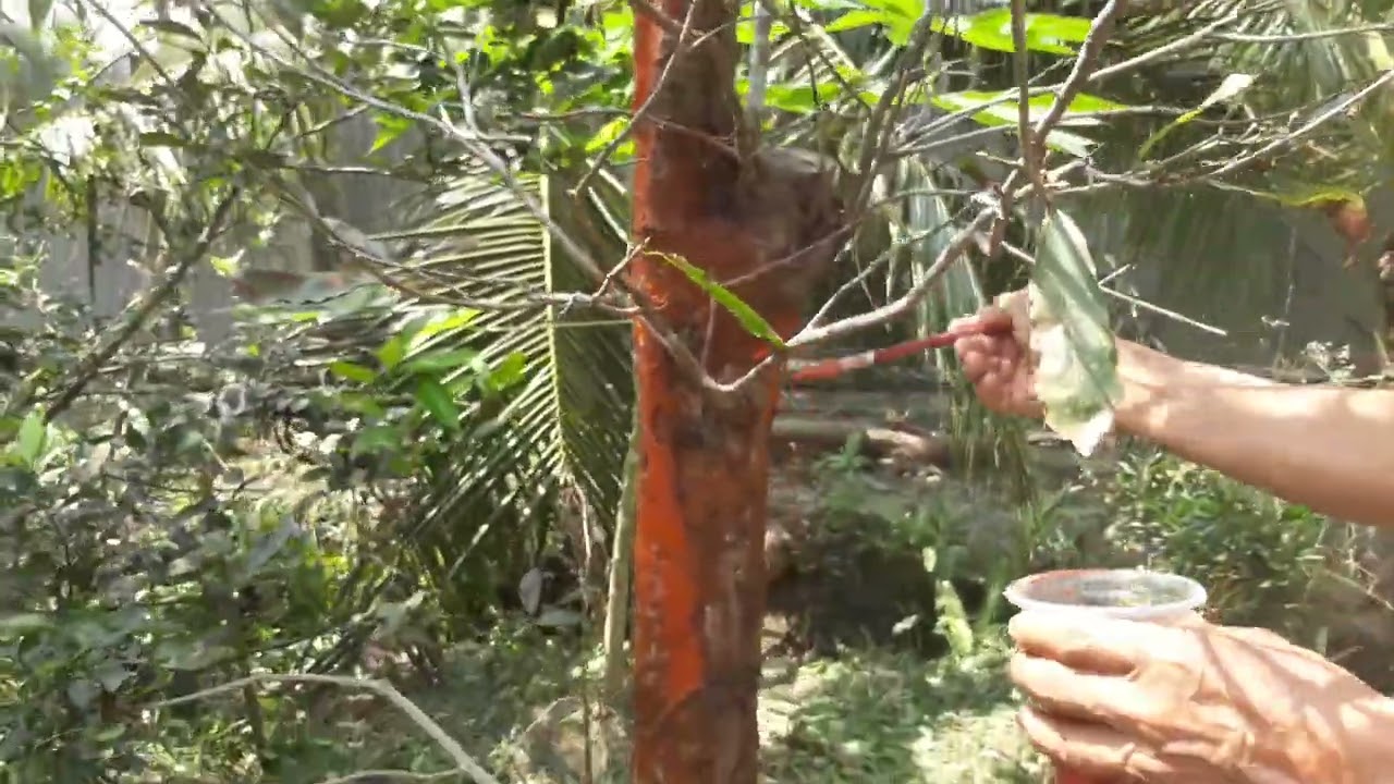 Cham sóc mai đẹp  của anh em trong ngê 