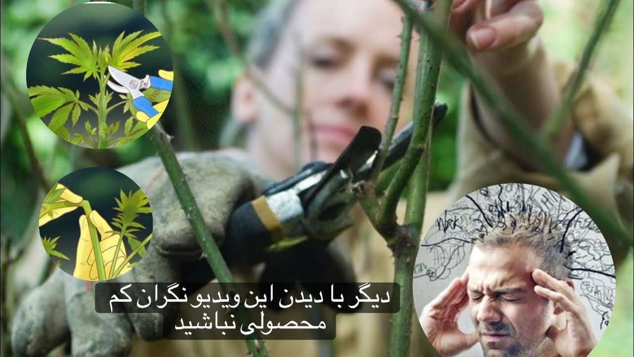 حرص گیاهان Greed of houseplants #tapping #حرص