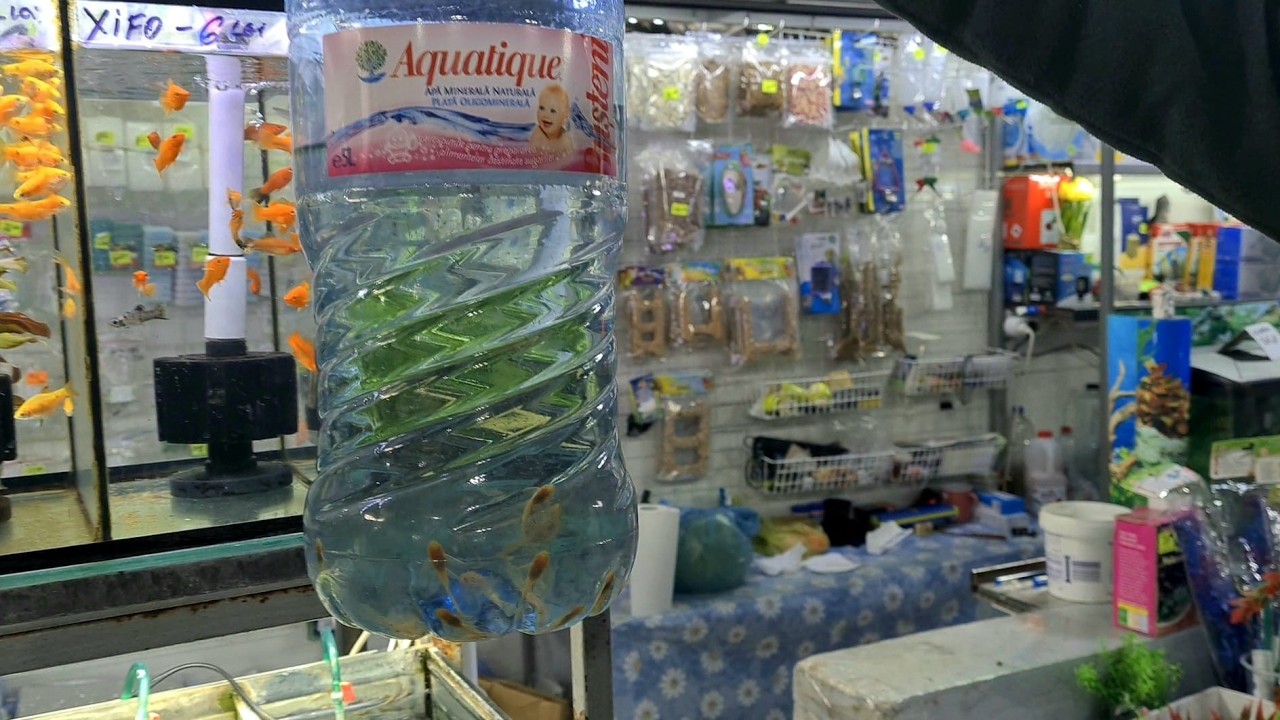 Desființez acvariul cu Ancistrus Lemon