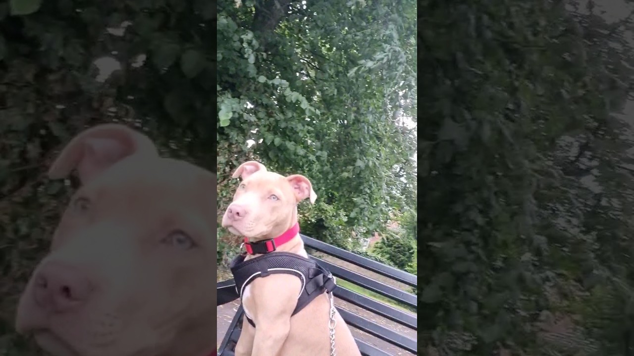 4 months old cali #bullys
