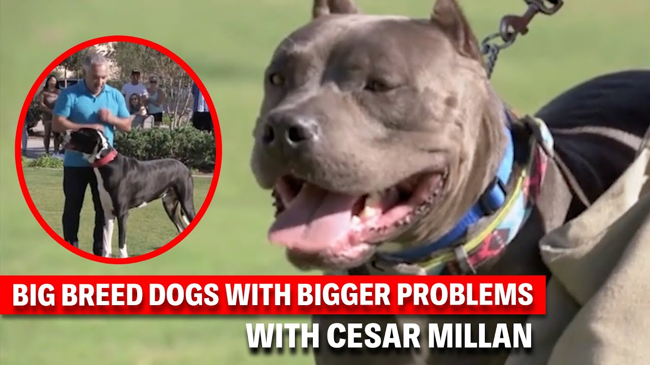 Dragged, Lunging, Obsessed — These Dogs Are Can't Be Controlled! | Dog Nation Throwbacks