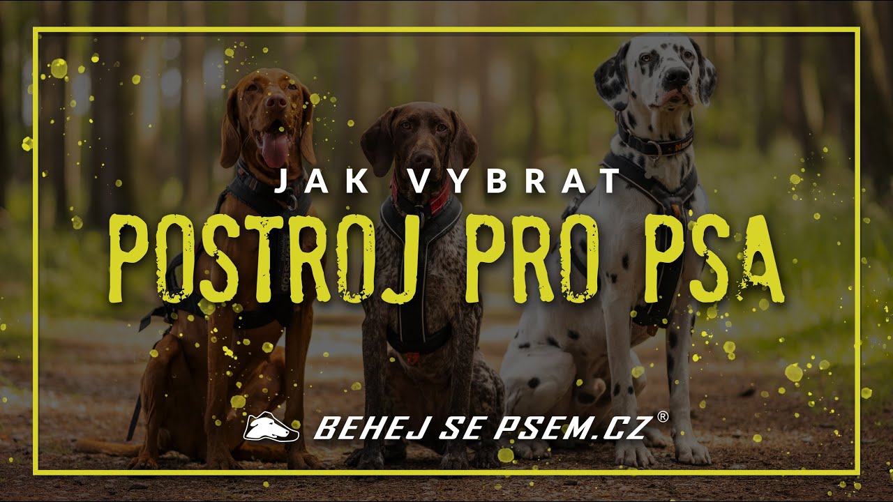 Jak vybrat postroj pro psa?