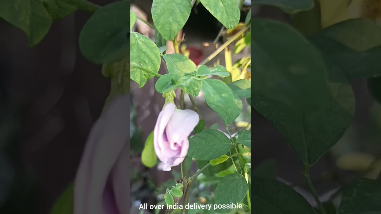 Clitoria ternatea Asian pigeonwings, bluebellvine/butterfly/cordofan/Darwin pea,Aprajita/ কাঞ্চন