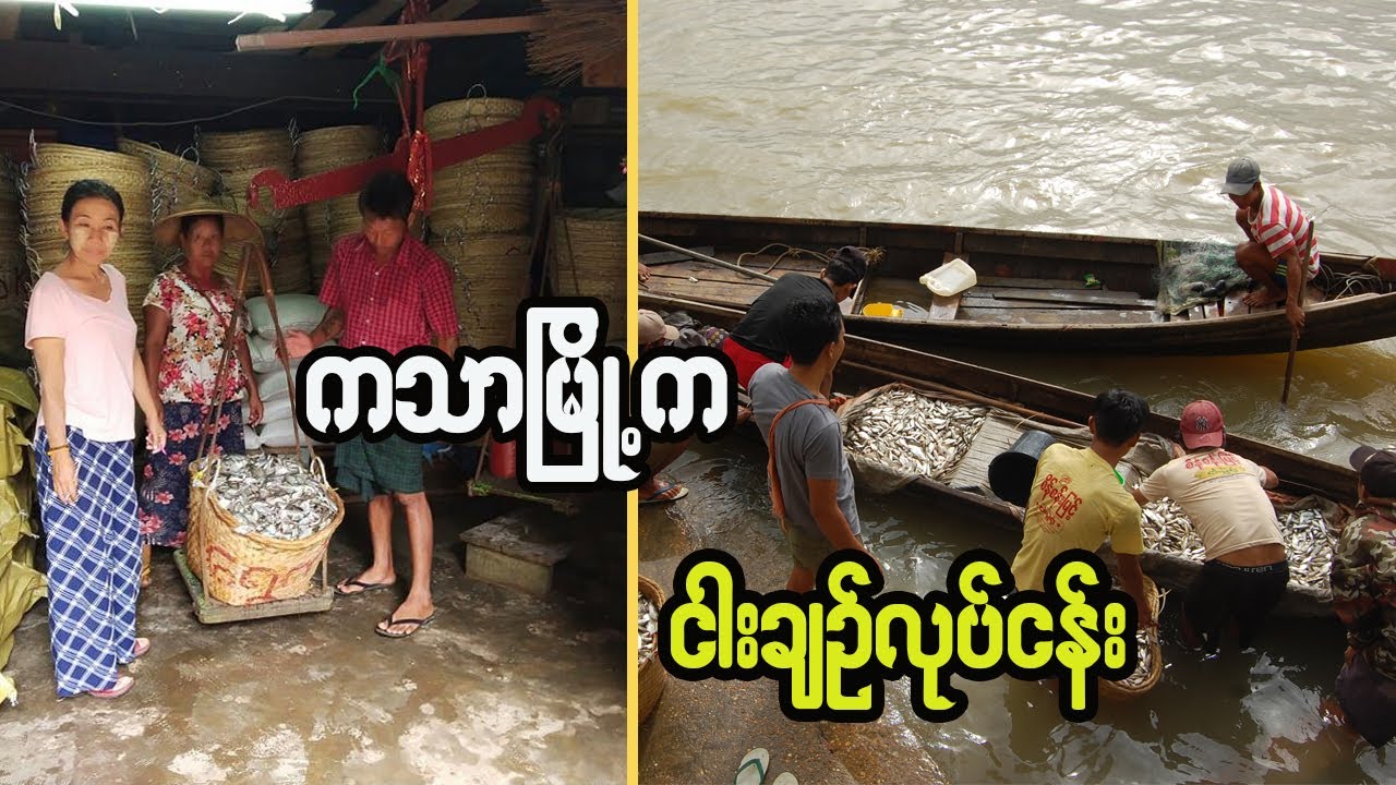 ကသာမြို့က ငါးချဉ်လုပ်ငန်း | 𝐃𝐨𝐜𝐮𝐦𝐞𝐧𝐭𝐚𝐫𝐲