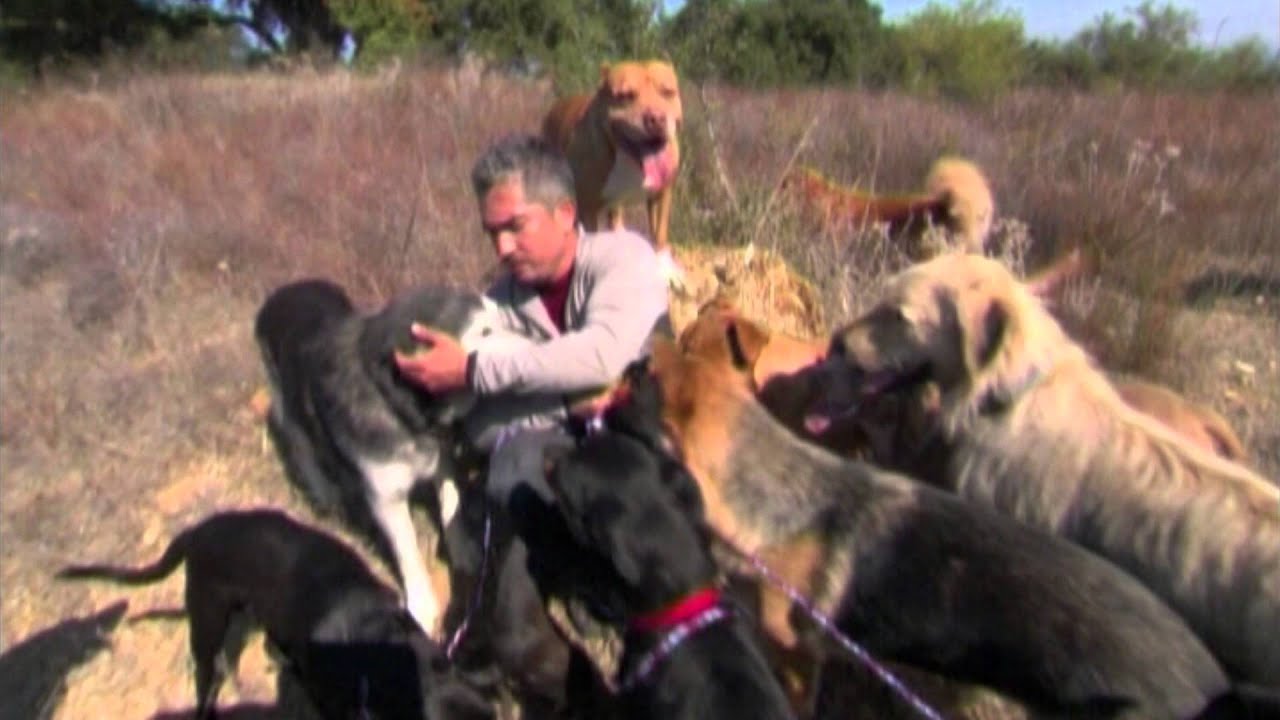 La vraie vie de Cesar Millan