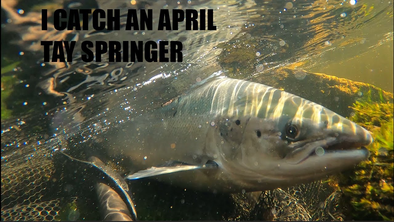 The River Tay 2023 - Upper Farleyer 21/4/2023