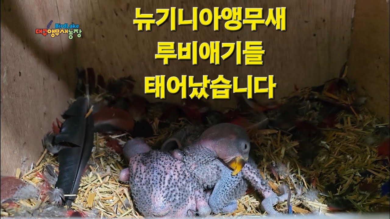 뉴기니아앵무새 루비가 또 한번 엄마가 되었습니다. eclectus parrot breeding