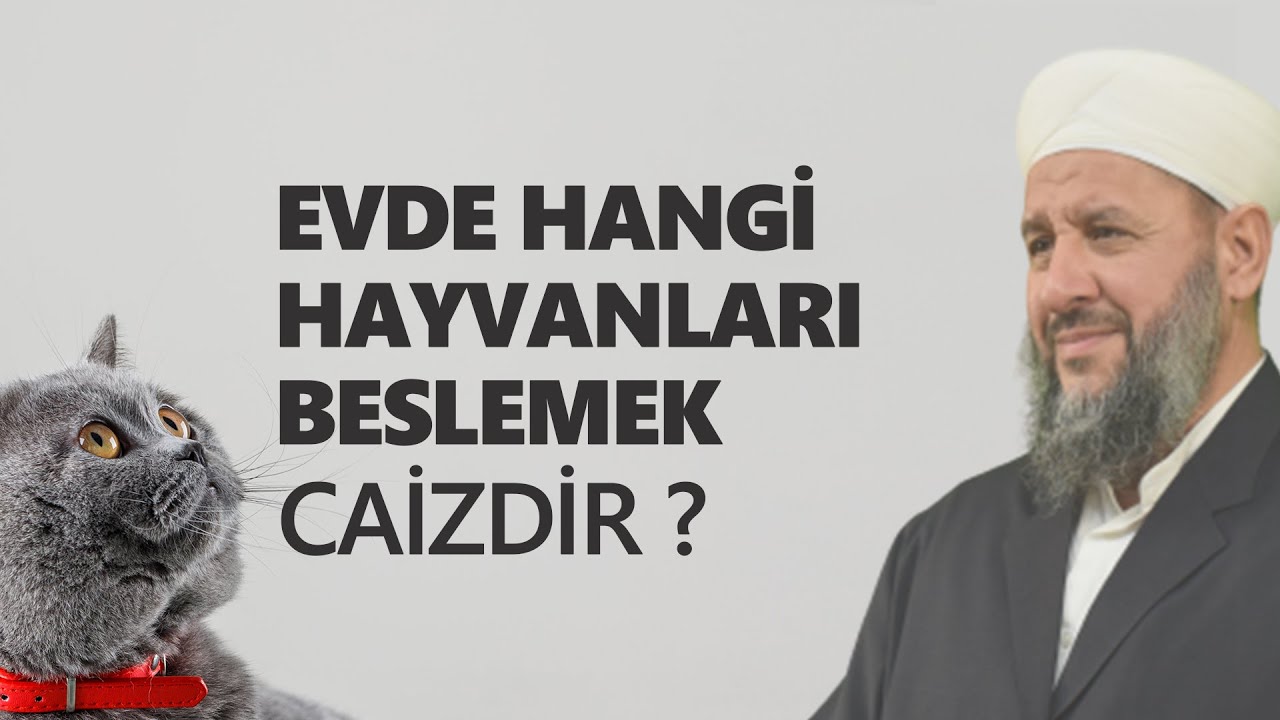 Evde Hangi Hayvanları Besleyebiliriz ve Kediyi Kısırlaştırmak Caiz midir ? | İsmail Hünerlice Hoca