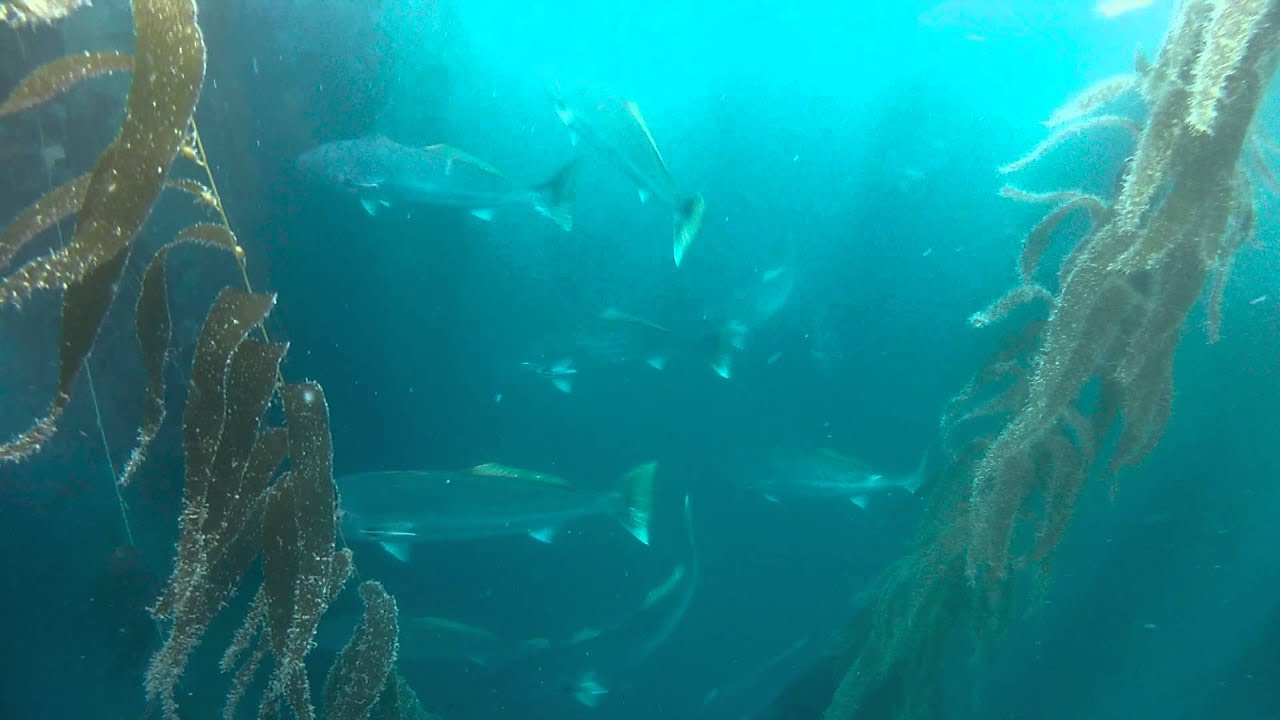 Nobilis
