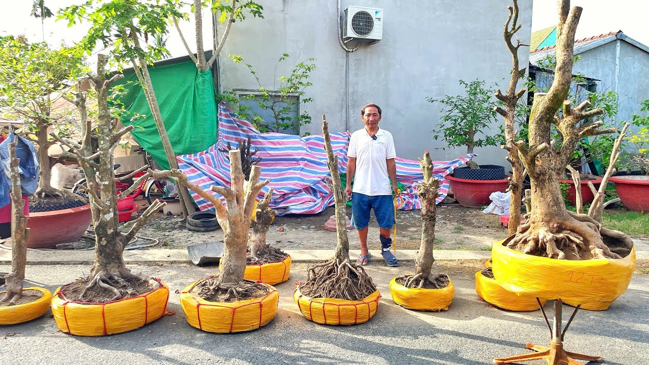 PHÔI MAI TỨ QUÝ ngày 04/3/2026 ( #0896647579 THÁI) PHÔI MAI VÀNG   -  @bonsai Can Tho