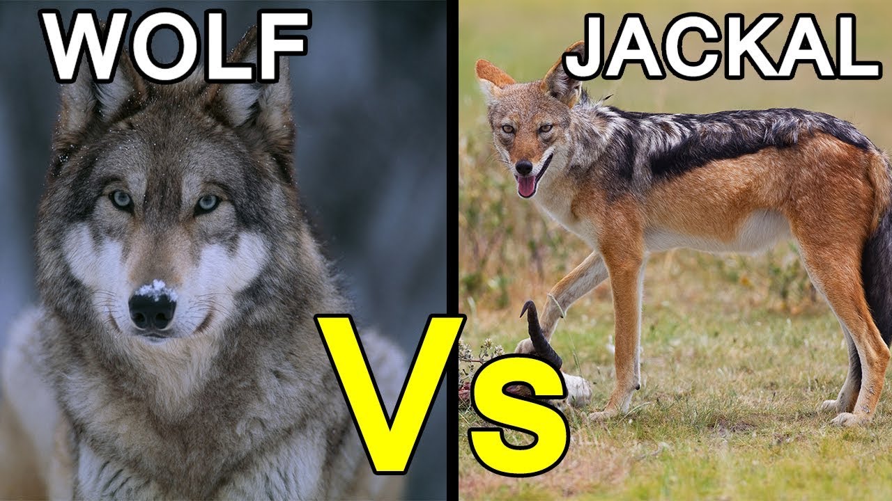 Difference Between Wolf and Jackal [Hindi]
