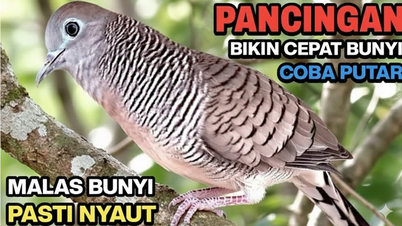 Perkutut Lokal Gacor Suara Ampuh Untuk Pancingan Buktikan Pasti Bikin Nyaut ‼️ 