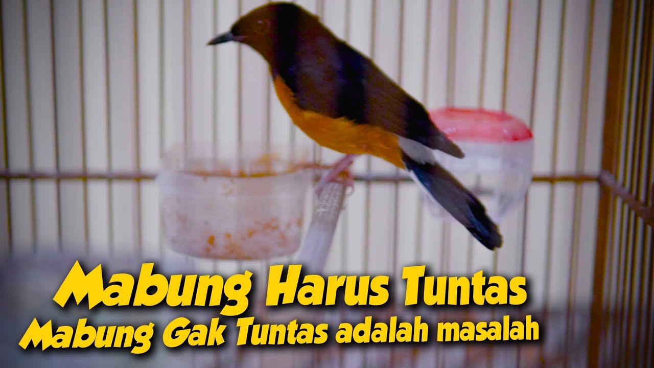 MEMPERCEPAT MASA MABUNG / RONTOK BULU‼️Setelah mabung harus nambah bagus