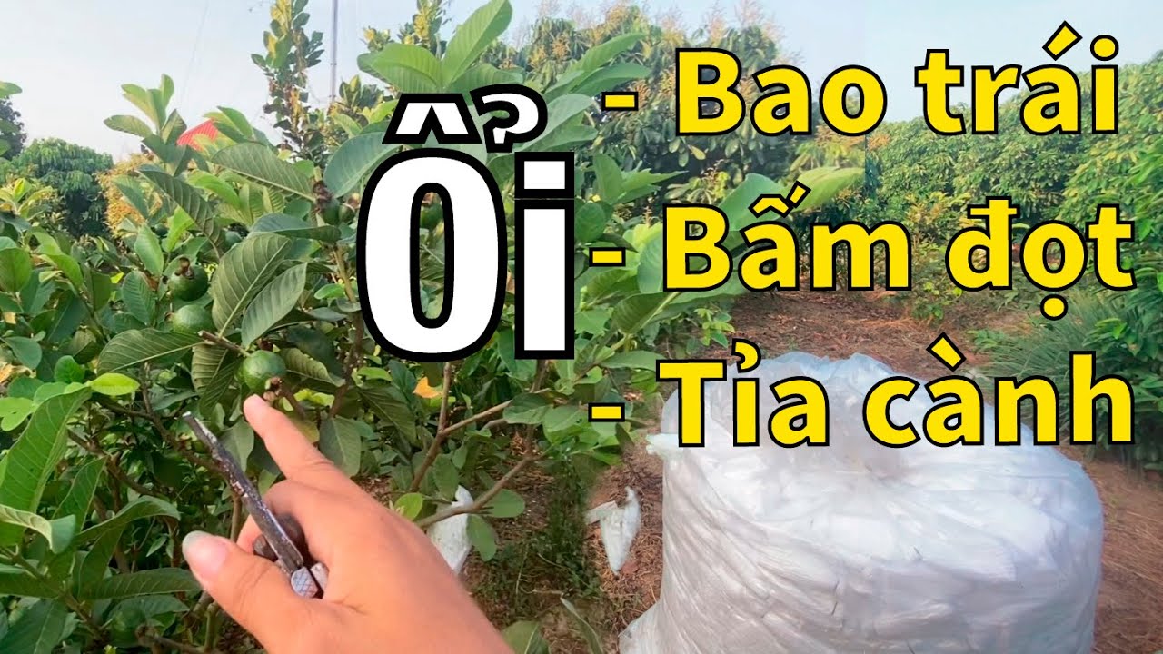 #92 Chia sẻ chi tiết về việc Bấm đọt ổi - Tỉa cành ổi và Bao xốp cho trái ổi | Thanh Bình Farm