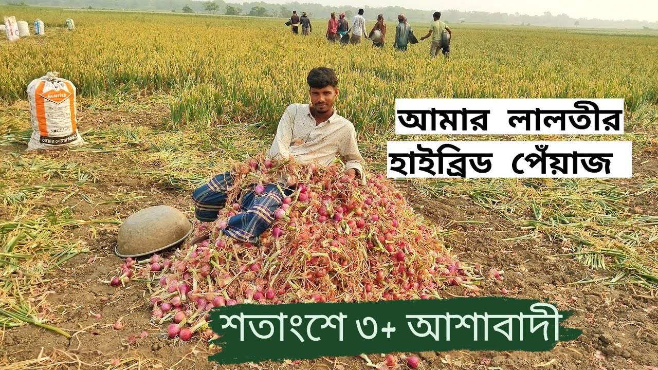 আমার লালতীর হাইব্রিড পেঁয়াজ আলহামদুলিল্লাহ। আজকে উত্তোলন করলাম। শতাংশে ৩ মন আশাবাদী।
