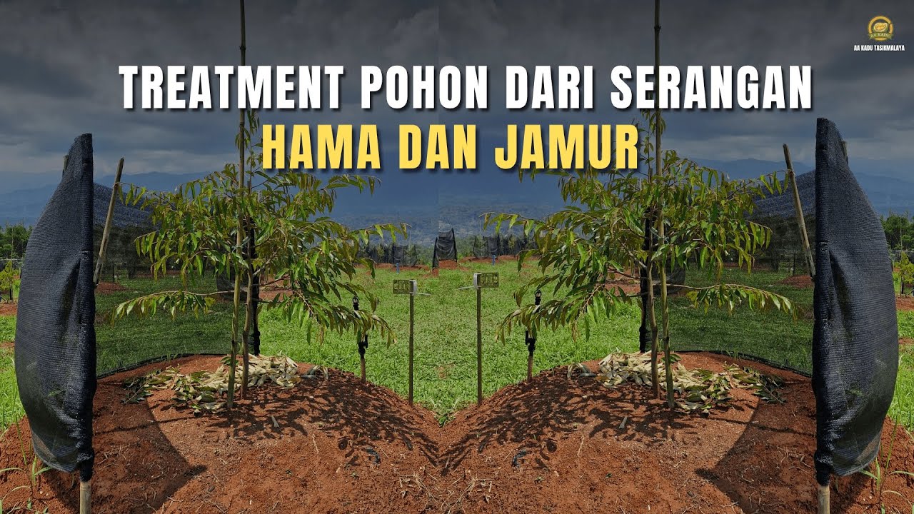 Treatment Pohon Durian Usia 6 Bulan Dari Hama dan Jamur