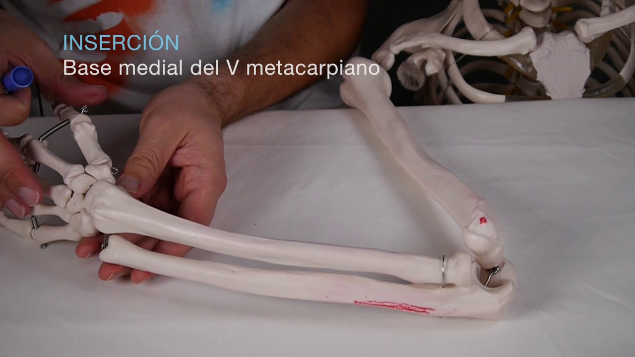 MÚSCULO EXTENSOR CUBITAL DEL CARPO