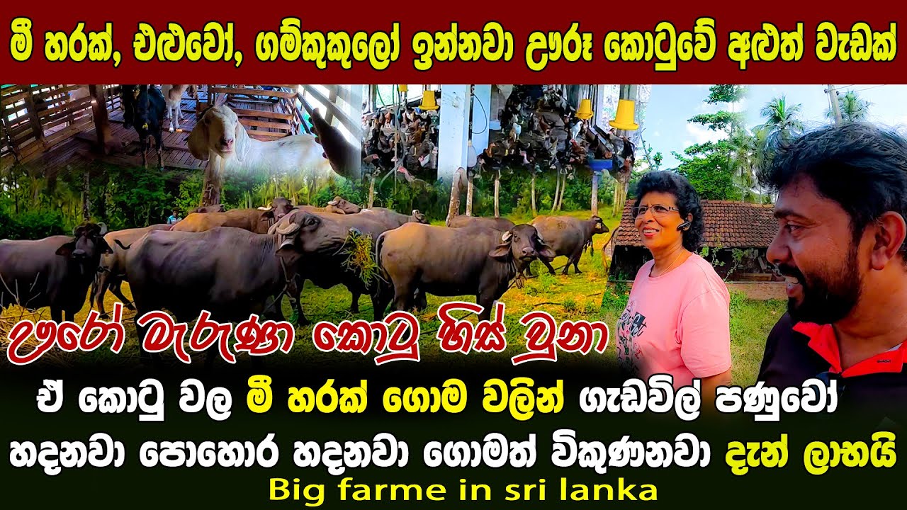 දිරිය කතගේ සුපිරි ගොවිපොළ 🐓🐐🐄| ඌරෝ වලදැම්මා 🐷 කොටුවේ ගැඩවිල් පොහොර දැන් ලාභයි  | @lakshithavlogs