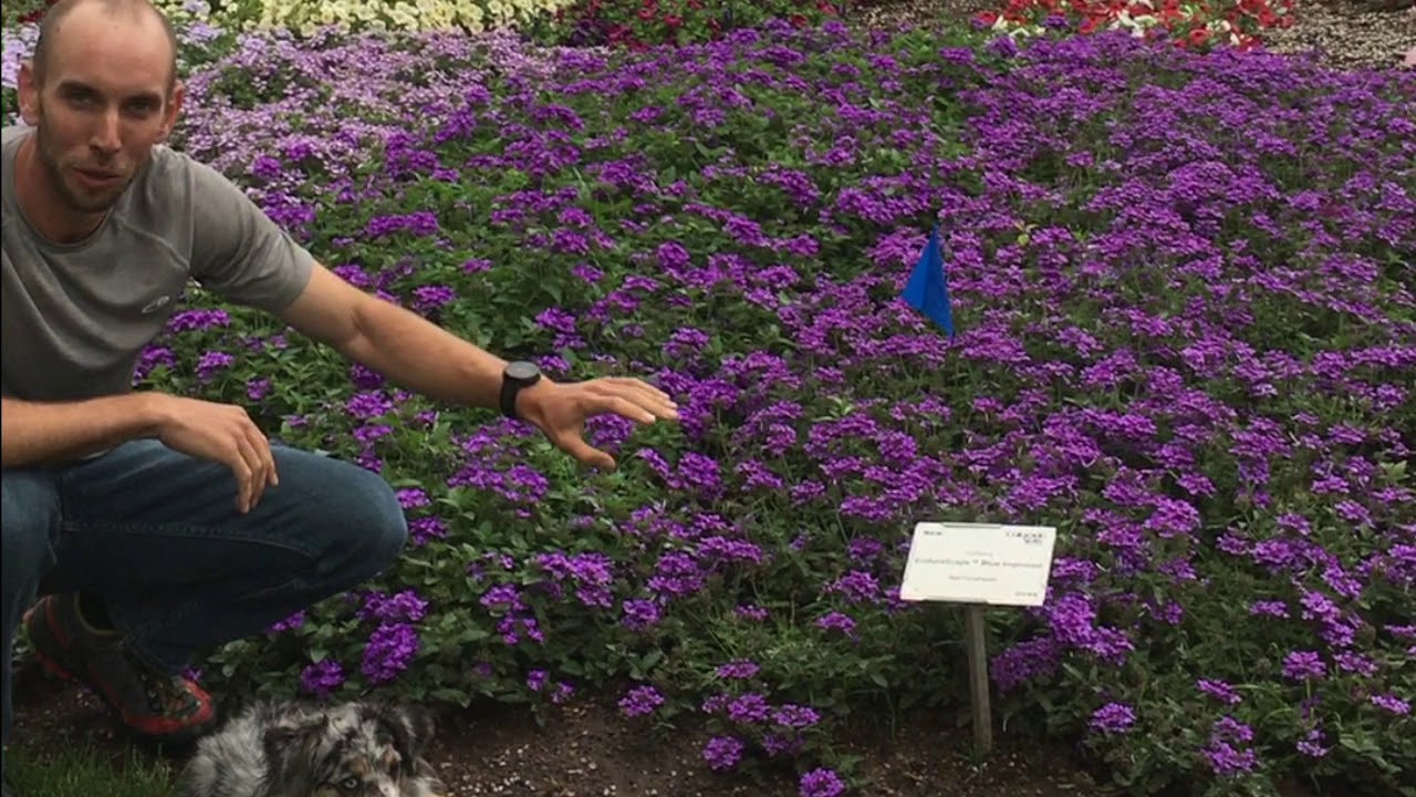 EnduraScape Verbena Trials 2017