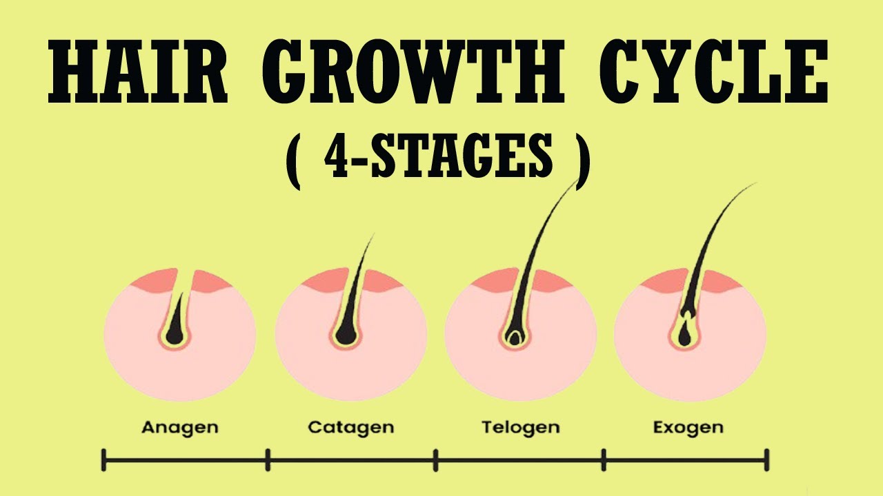 Hair Growth Cycle | Anagen | Catagen | Telogen | Exogen | Stages of Hair Growth #medicine