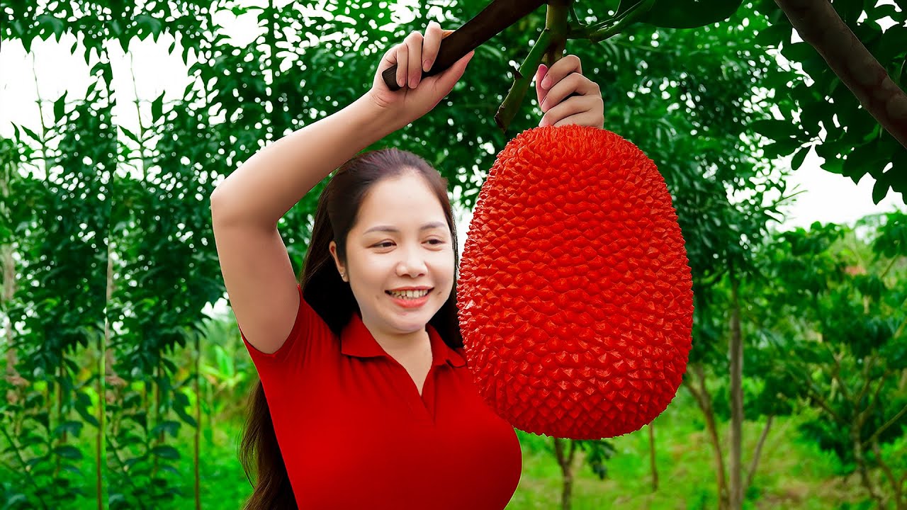 Harvesting Giant Red JackFruit Goes To Market Sell, Taking Care of Herd Pigs | Han Harvesting