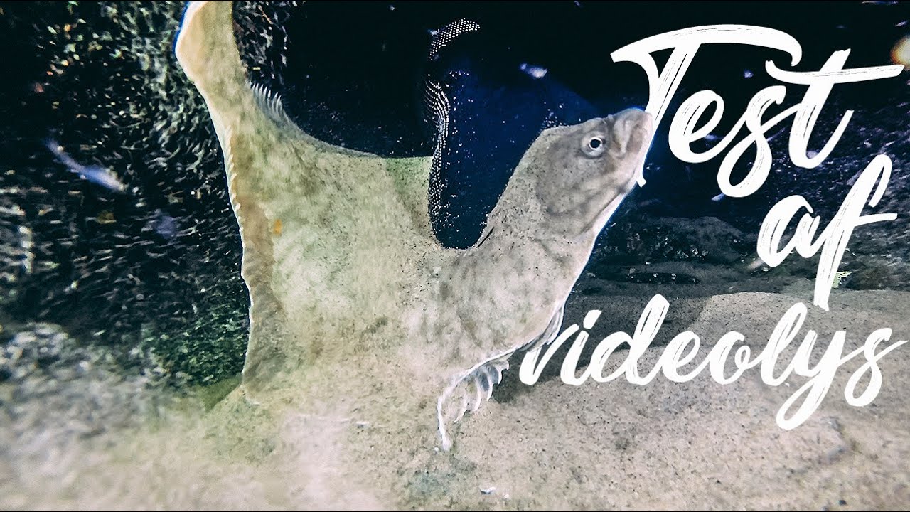 Natdyk: Test af videolys og ny fiskelasso