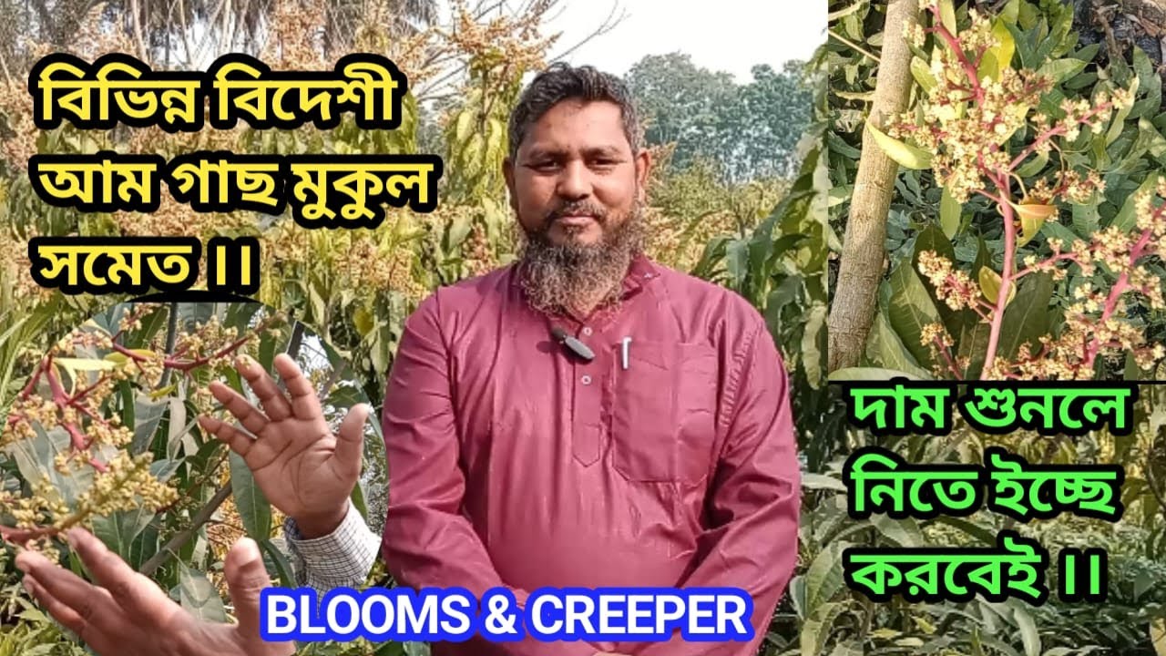বিভিন্ন বিদেশী আম গাছ মুকুল সমেত দাম শুনলে নিতে ইচ্ছে করবেই ।।#agriculture #gardencenter