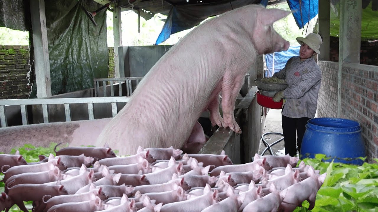 Pig Farming: A 100-Day Journey to Raise Piglets to 100kg | Day 7 | Raising Piglets
