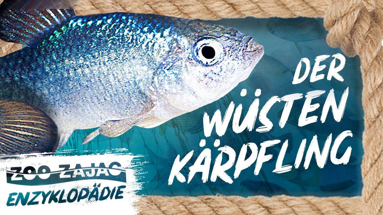 VERTROCKNET IN DER WÜSTE – WÜSTENKÄRPFLING | FISCHENZYKLOPÄDIE | ZOO ZAJAC