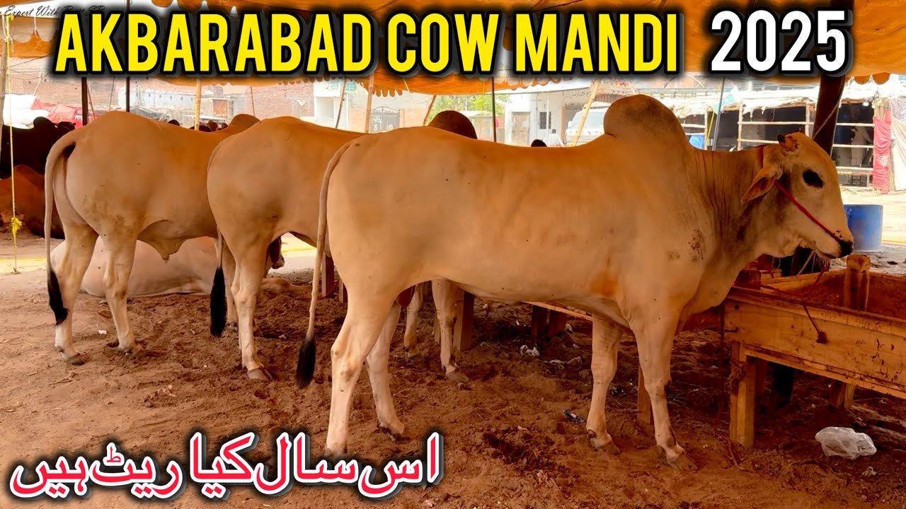 Sialkot Akbarabad Cow Mandi Lag Gai | Es Sal Kya Rate Hain | Qurbani Ka Janwar Agay | KXB