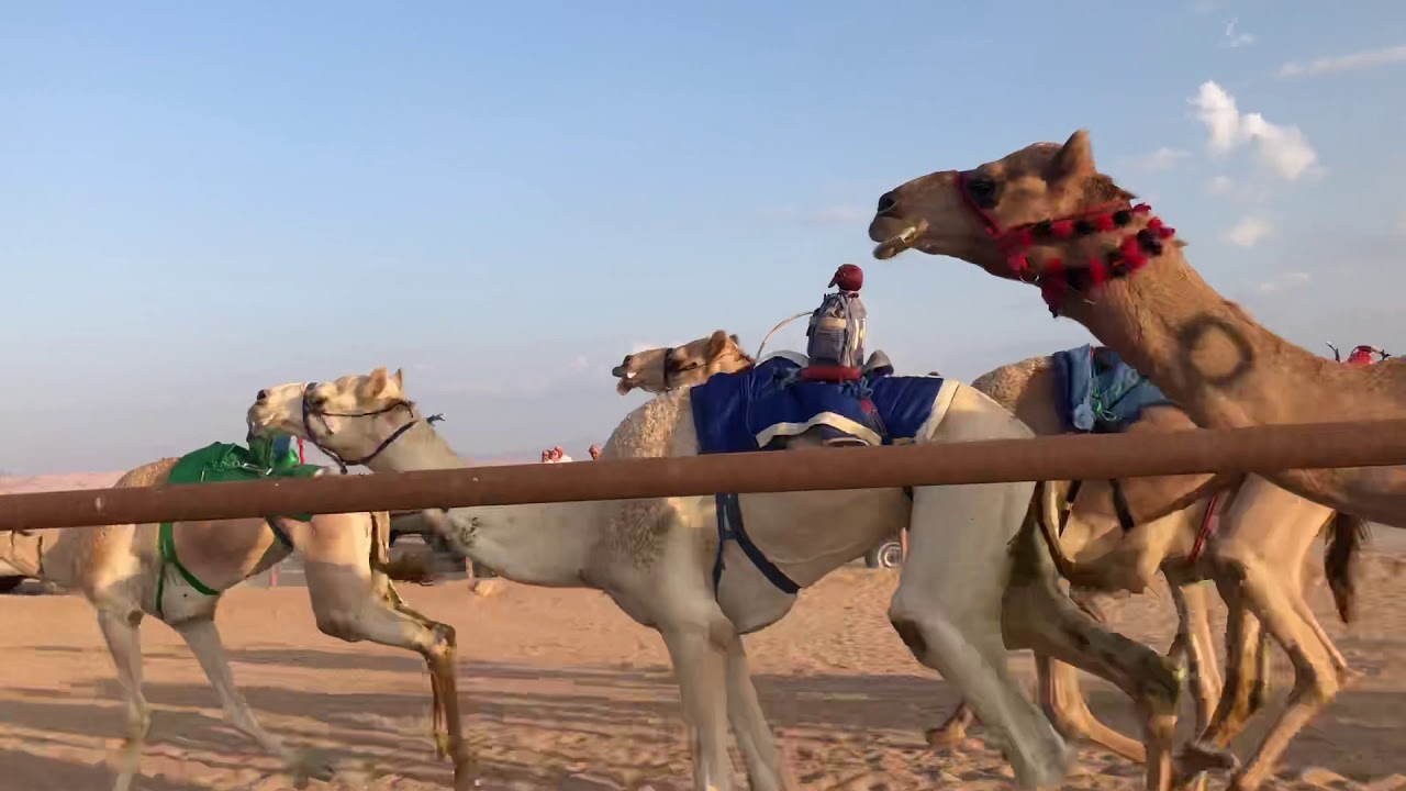 البرشا للسيد عيد عوده العميري
