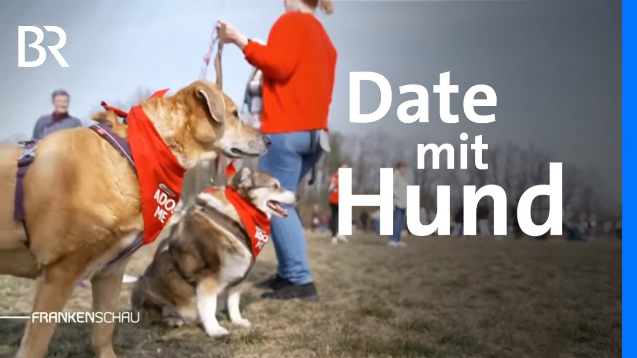 Tiervermittlung auf der gr&uuml;nen Wiese: Bark Date mit Hunden aus dem Tierheim | Frankenschau | BR