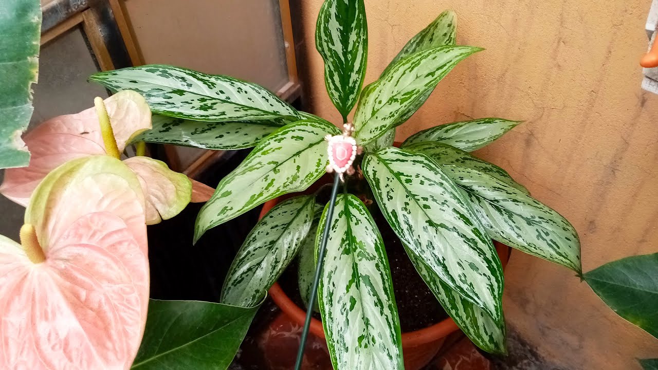 El mejor Sustrato para Aglaonema planta de interior, trasplanto