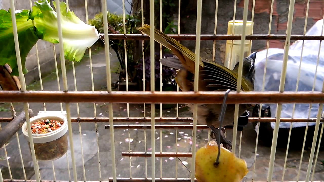 Fêmea de Tempera Viola pedindo gala