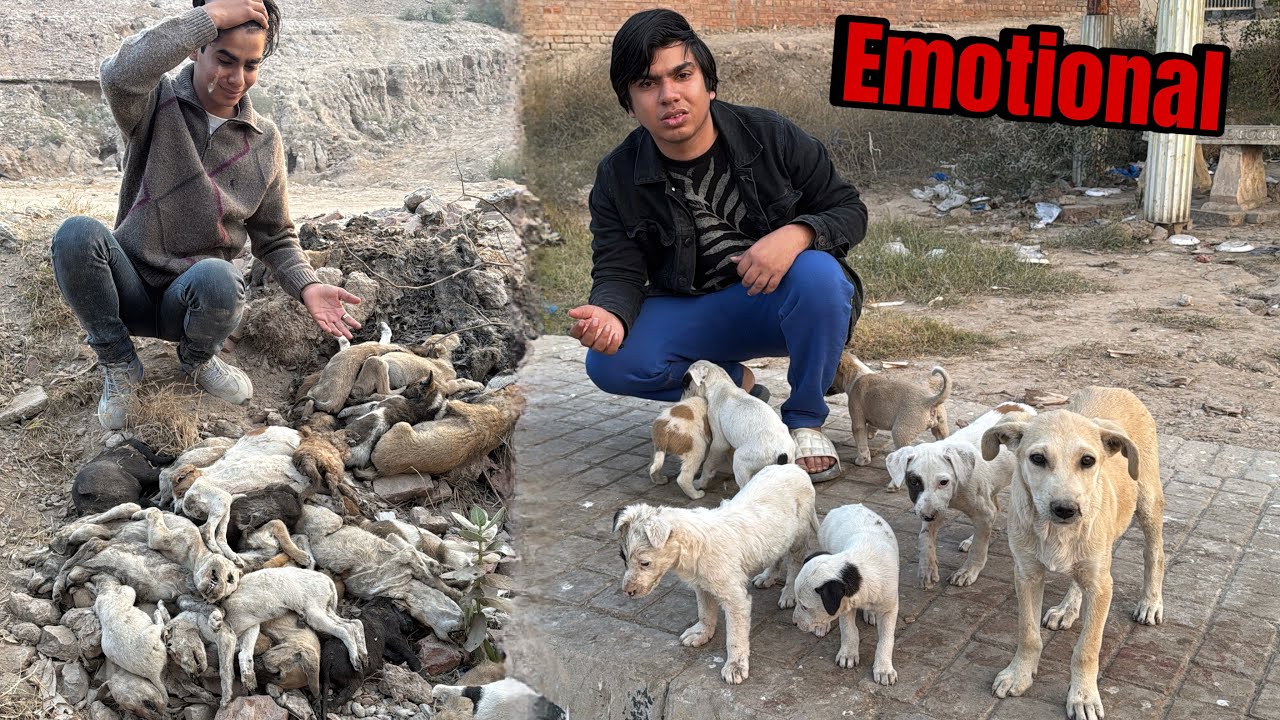 Found 100 Puppies Dead Bodys 😨 Emotional 😭