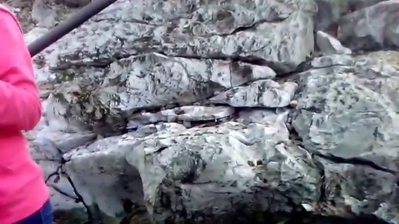 drt1